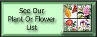 James Antique Flower List