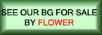 Portmeirion Botanic Garden For Sale By Flower