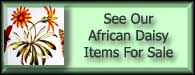 Arctotis Grandiflora African Daisy For Sale