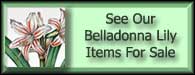 Amaryllis Belladonna Belladonna Lily For Sale