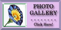 Trailing Bindweed Photo Gallery