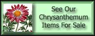 Chrysanthemum Coccineum Flowered Chrysanthemum For Sale