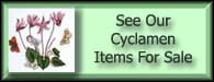 Cyclamen Repandum Ivy Leaved Cyclamen For Sale