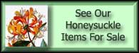 Periclymenum Lonicera Honeysuckle For Sale