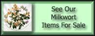 Polygala Chamaebuxus Box Leaved Milkwort For Sale