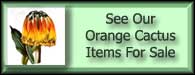   Orange Cactus For Sale