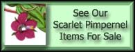 Angallis Arvensis Scarlet Pimpernel For Sale