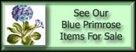 Primula Villosa Blue Primrose For Sale