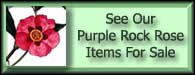 Cistus Purpureus Purple Rock Rose For Sale