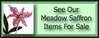 Colchicum Meadow Saffron For Sale