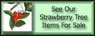 Arbutus Strawberry Tree For Sale