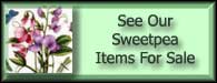 Lathyrus Odoratus Sweet Pea For Sale