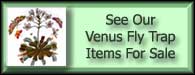 Arctotis Grandiflora Venus Fly Trap For Sale
