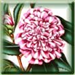 BOTANIC GARDEN SHAPE