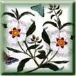 Portmeirion Botanic Garden
