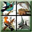 Portmeirion Birds Of Britain Motif List