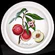 Portmeirion Pomona Soup Bowl 8 Inch GRIMWOODS PEACH