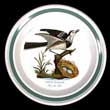 Portmeirion Birds Of Britain Green Band Plate Salad WAGTAIL #2