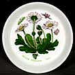 Portmeirion Botanic Garden Pin Dish 4 Inch DAISY
