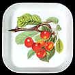 Portmeirion Pomona Tray 5 Inch Square BIGGERRAUX CHERRY