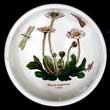 Portmeirion Botanic Garden Fruit Bowl 5.5 Inch DAISY Green Nbr