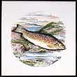 Portmeirion Compleat Angler Wall Tile GILLAROO TROUT