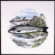 Portmeirion Compleat Angler Wall Tile SALMON