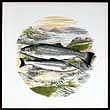 Portmeirion Compleat Angler Wall Tile WELSH SEA TROUT