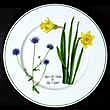 Portmeirion Welsh Wildflowers Salad Plate 8.5 Inch SEABCIUS