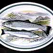 SOLD Compleat Angler Oval Platter 13 Inch SEWEN SEA TROUT