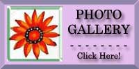 African Daisy Photo Gallery
