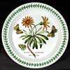 Common African Daisy Dinner Plate