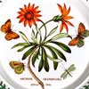 Close View - Common African Daisy Motif
