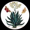 Aloe Ceramic Canister Lid