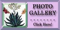 Portmeirion Aloe Photo Gallery
