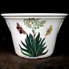 Aloe Ice Bucket Plant Pot