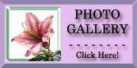 Azalea Photo Gallery