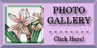 Belladonna Lily Photo Gallery