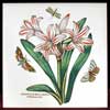 Belladonna Lily 6 Inch Wall Tile