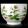 Campion Front Of Tea Cup