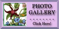 Canterbury Bells Photo Gallery