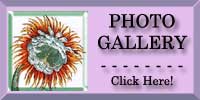 Cereus Photo Gallery