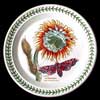 Night Flowering Cereus Salad Plate With Green Number