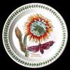 NIGHT FLOWERING CEREUS MOTIF