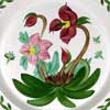 Christmas Rose Collector Club 1992 Plate - Close