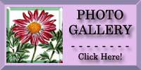 Chrysanthemum Photo Gallery