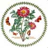 Close Up - Flowered Chrysanthemum Motif - Variations Pattern