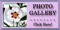 Spanish Gum Cistus Photo Gallery