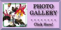 Columbine Photo Gallery