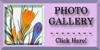 Crocus and Snowdrop Photo Gallery